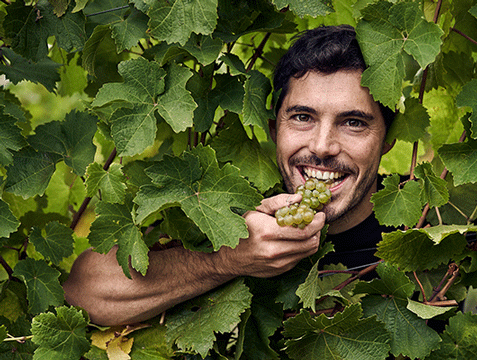 Florian liebt Piwi-Weine und beißt in eine Traube der Piwi-Rebsorte Solaris
