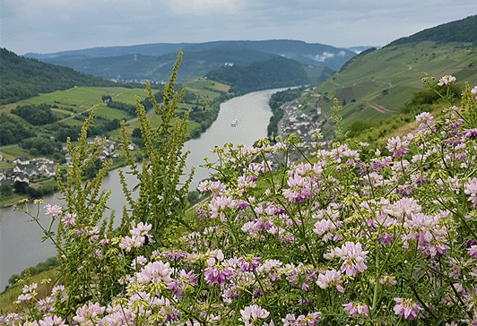 Artenvielfalt im Weinberg - Bunte Kronwicke