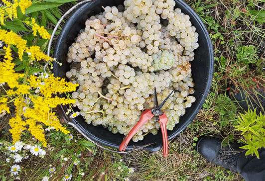 Artenvielfalt im Weinberg - Kanadische Goldrute