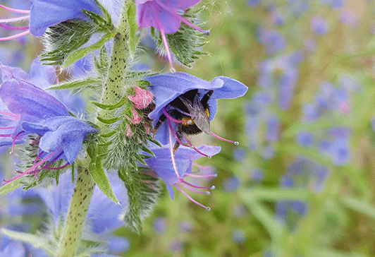 Artenvielfalt im Weinberg - Hummel in Natternkopf